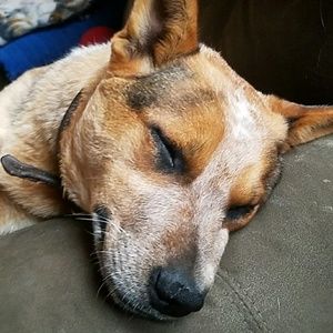 Meet your Posher, Barb